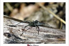 Spinne